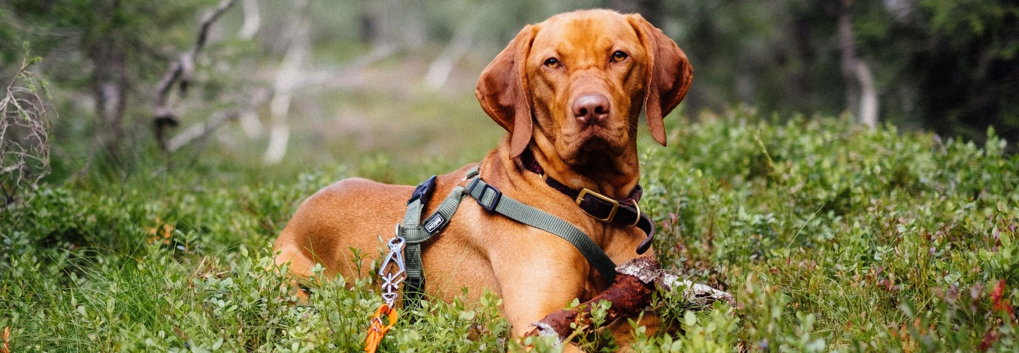 Huisdierbenodigdheden Verkoopwinkel -Huisdierbenodigdheden Verkoopwinkel 1