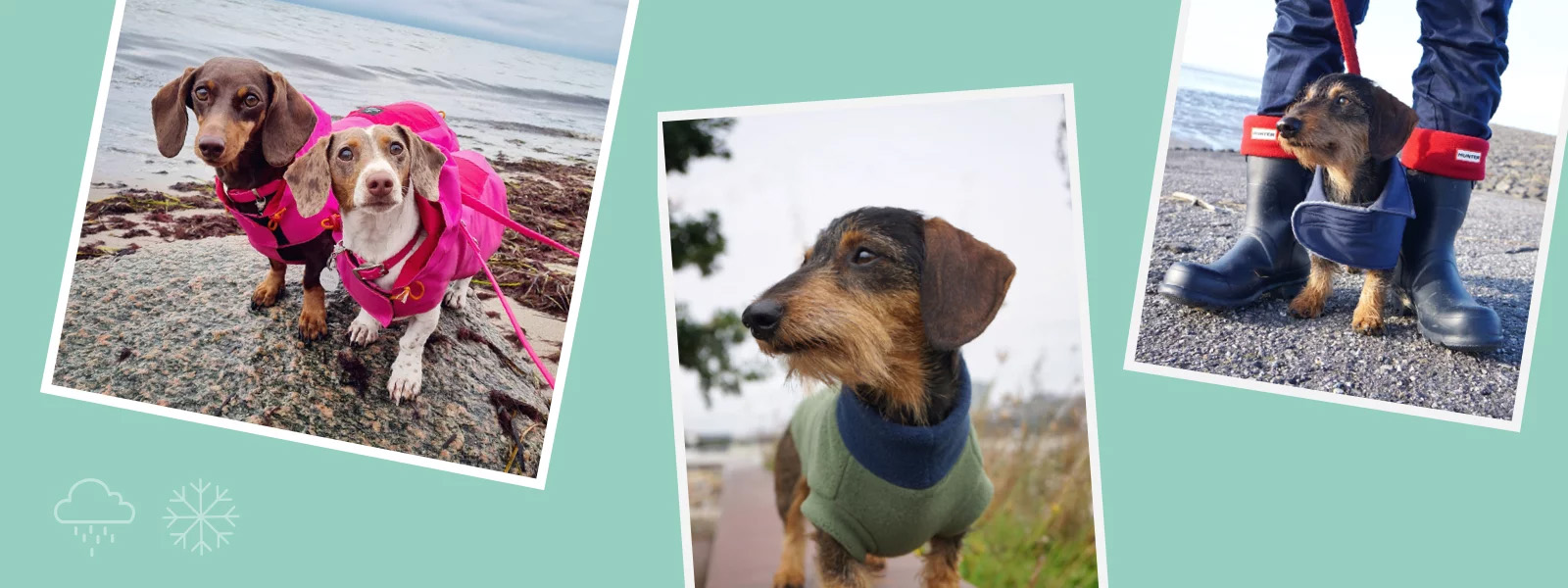 Huisdierbenodigdheden Verkoopwinkel -Huisdierbenodigdheden Verkoopwinkel 2