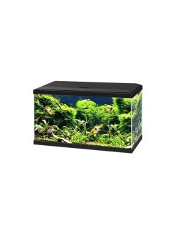 Aquarium Aqua 60 Led Bio Cf150 | Worldofanimals.nl Heeft Het!