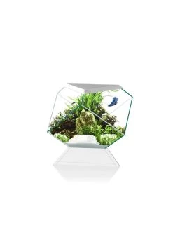 Aquarium Nexus Betta 5c | Worldofanimals.nl Heeft Het!