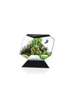 Aquarium Nexus Betta 5c | Worldofanimals.nl Heeft Het!