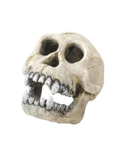 Chimpanzee | Worldofanimals.nl Heeft Het!