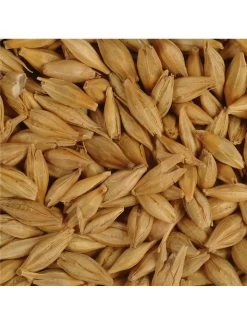 Duvo GERST DUIVEN EXTRA | Worldofanimals.nl Heeft Het!