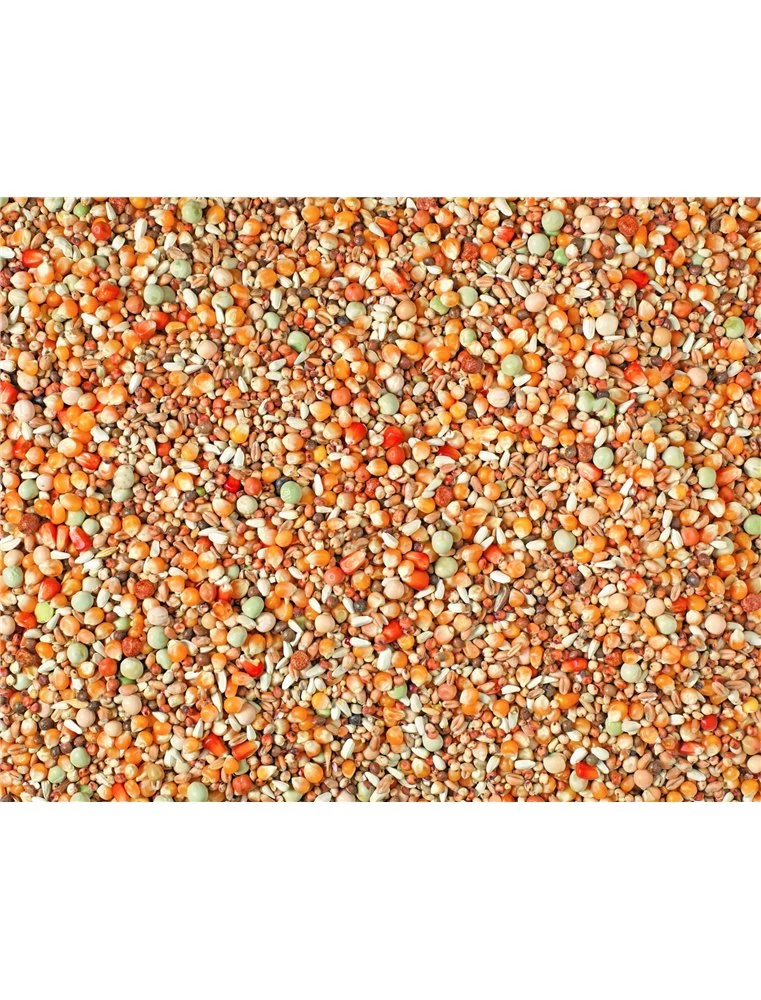 JONGE DUIVEN 2M POPCORN MAIS | Worldofanimals.nl Heeft Het! 3 JONGE DUIVEN 2M POPCORN MAIS | Worldofanimals.nl Heeft Het!