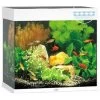 Juwel Aquarium Lido 120 Led | Worldofanimals.nl Heeft Het! -Huisdierbenodigdheden Verkoopwinkel juwel aquarium lido 120 led
