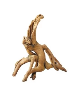 Root Mangrove | Worldofanimals.nl Heeft Het!