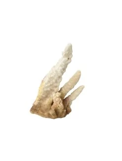 Stalagmite | Worldofanimals.nl Heeft Het!