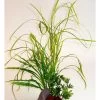 Sydeco Lily Grass Rock | Worldofanimals.nl Heeft Het! 1 Sydeco Lily Grass Rock | Worldofanimals.nl Heeft Het! -Huisdierbenodigdheden Verkoopwinkel sydeco lily grass rock
