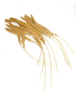 TROSGIERST FRANS | Worldofanimals.nl Heeft Het!